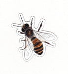 Honey Bee Magnet - Apis mellifera