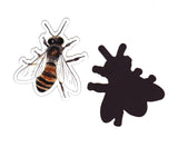 Honey Bee Magnet - Apis mellifera