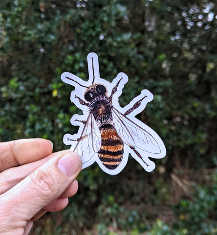Honey Bee Magnet - Apis mellifera
