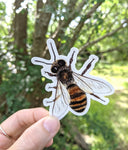 Honey Bee Waterproof Sticker (Twig & Moth)