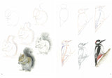How to Draw Woodland Animals in Simple Steps