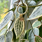 Hoya Latifolia Albomarginata (Macrophylla) Leaf Keychain