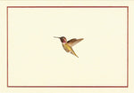 Hummingbird Flight Notecards