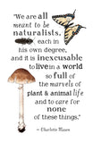 Meant to be Naturalists - Charlotte Mason Quote - 11 x 17 Poster