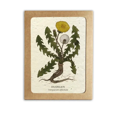 Medicinal Plants Card Set - Plantable Wildflower Seed Paper