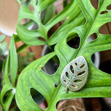 Monstera Adansonii Leaf Enamel Pin