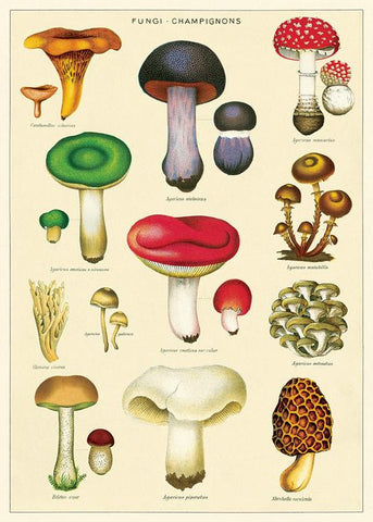 Mushrooms 2 Wrap: Fungi Champignons