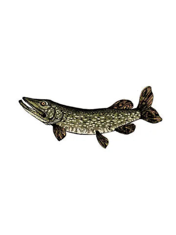 Northern Pike Freshwater Fish Decal