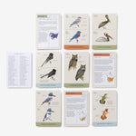 NEW! Sibley Backyard Birding Flashcards, Revised and Updated: 100 Common Birds of Eastern and Western North America