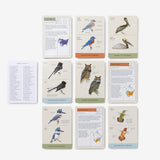 NEW! Sibley Backyard Birding Flashcards, Revised and Updated: 100 Common Birds of Eastern and Western North America