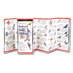 Sibley's Backyard Birds of the Midwest (Folding Guides)