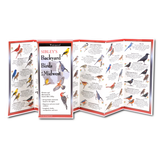 Sibley's Backyard Birds of the Midwest (Folding Guides)