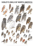 Sibley's Owls of North America 18x24 Wall Poster