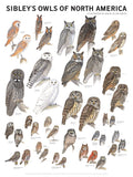 Sibley's Owls of North America 18x24 Wall Poster