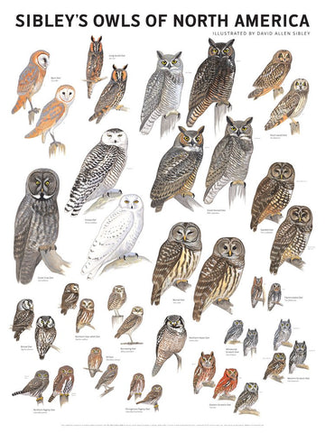 Sibley's Owls of North America 18x24 Wall Poster