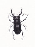 Stag Beetle Waterproof Sticker