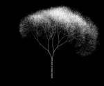 The Book of Trees: Visualizing Branches of Knowledge by Manuel Lima, Ben Shneiderman