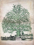The Book of Trees: Visualizing Branches of Knowledge by Manuel Lima, Ben Shneiderman