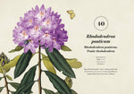 Weeds: The Beauty and Uses of 50 Vagabond Plants by Gareth Richards