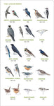 All About Backyard Birds - Eastern and Central North America (Cornell Lab of Ornithology)