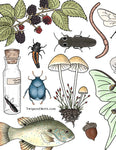 A Naturalist's Coloring Book (Twig & Moth)