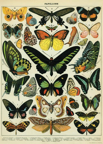 Butterflies Wrap: Papillons