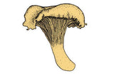 Chanterelle Mushroom Decal