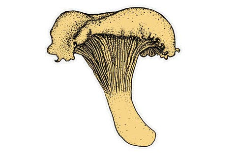 Chanterelle Mushroom Decal