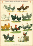 Chickens & Roosters Wrap