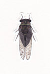 Cicada Waterproof Sticker