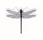 Dragonfly Sticker (Twig & Moth)