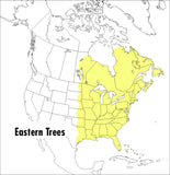 A Field Guide to Eastern Trees: Eastern US and Canada, Including the Midwest