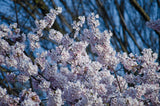 Flowering Cherry Tree Grow a Tree Kit
