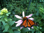 Garden Maker: Butterfly Habitat
