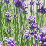 Garden Sprinkles Tin: Lavender