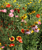 Garden Sprinkles Tin: Wildflowers