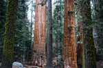 Giant Sequoia | Seed Grow a Tree Kit