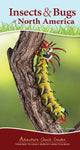 Insects & Bugs of North America: Your Way to Easily Identify Insects & Bugs