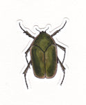 June Beetle Bug Waterproof Sticker