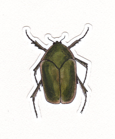June Beetle Bug Waterproof Sticker