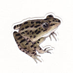 Leopard Frog Sticker (Twig & Moth)