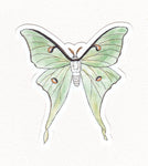 Luna Moth Magnet (Twig & Moth)