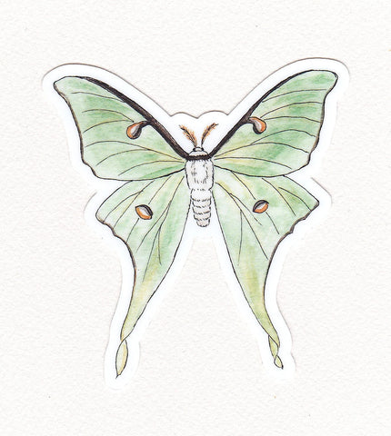 Luna Moth Magnet (Twig & Moth)