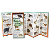 Common Mammals of the Midwest (Folding Guides)