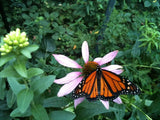 Garden Maker | Butterfly Habitat