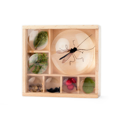 Huckleberry's My Little Museum Bug Box