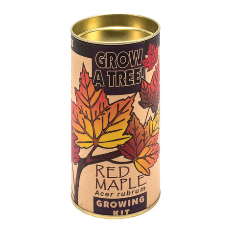 Red Maple Grow a Tree Kit