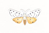 Salt Marsh Moth - Acrea Moth - Waterproof Sticker