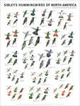 Sibley's Hummingbirds of North America Wall 18x24 Poster