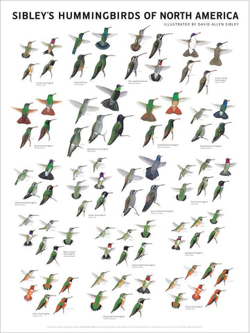 Sibley's Hummingbirds of North America Wall 18x24 Poster